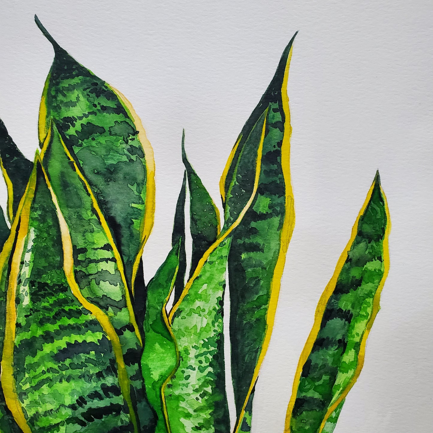 Original Snake Plant - Watercolor on Paper