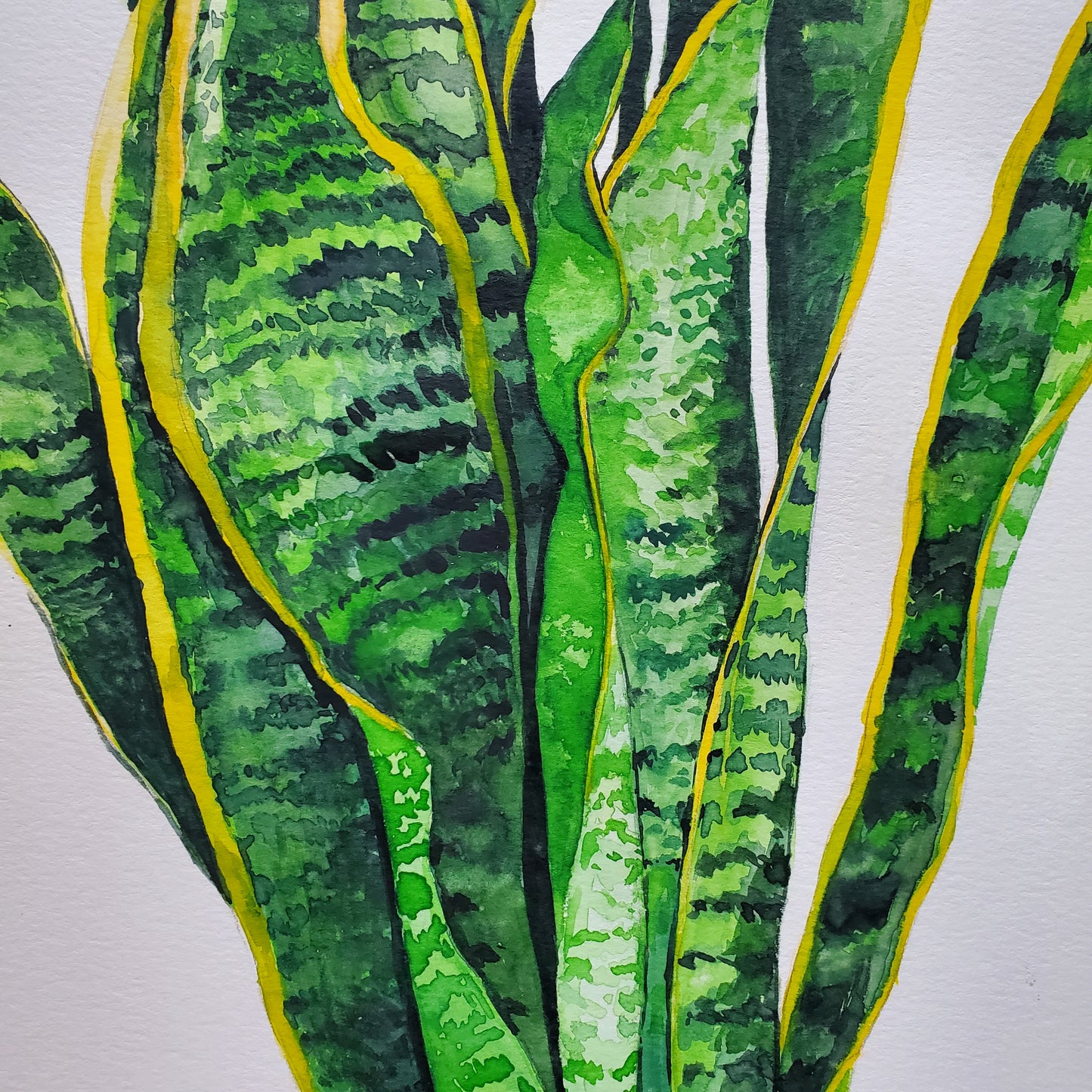 Original Snake Plant - Watercolor on Paper