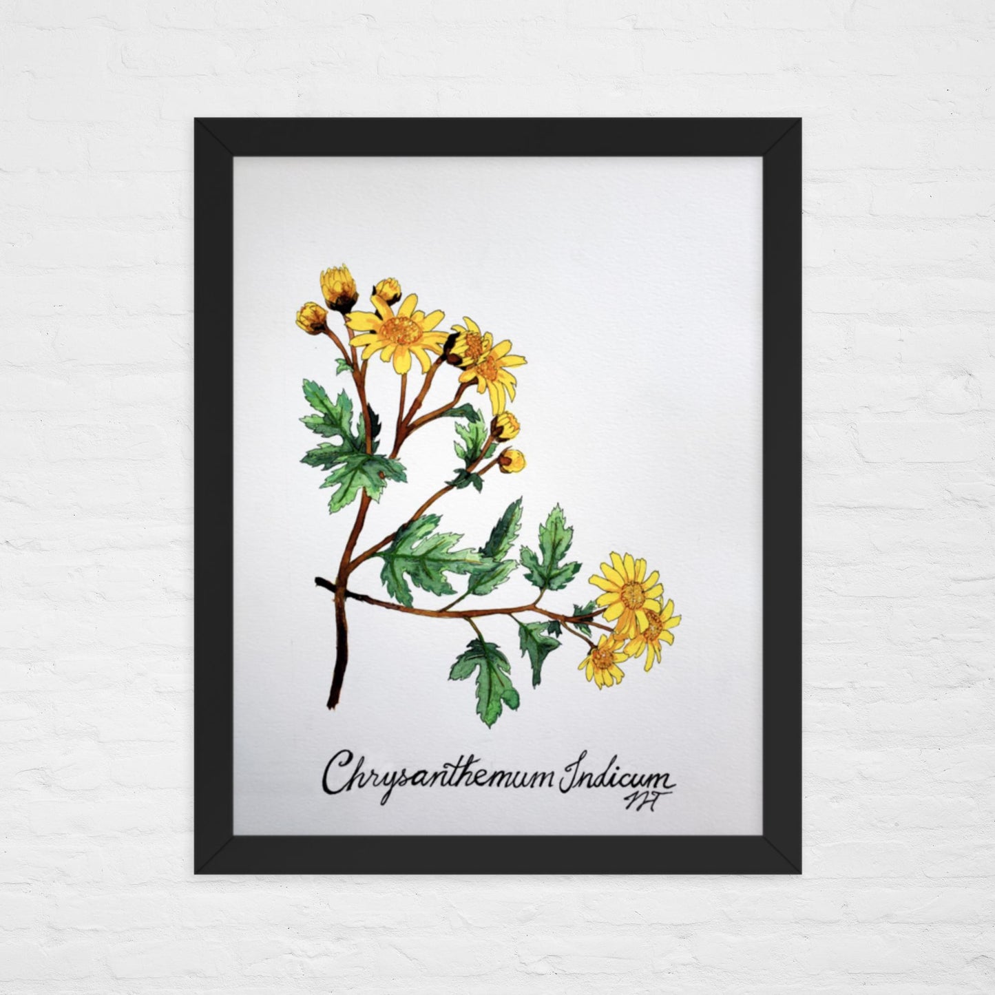 Chrysanthemum Print