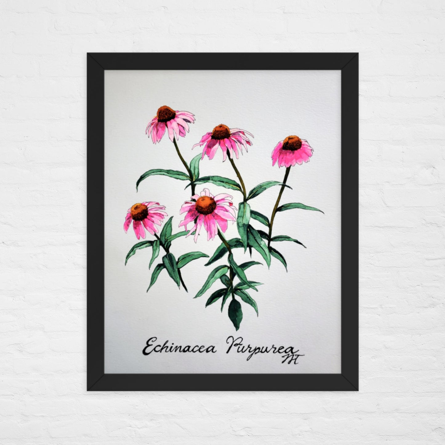 Echinacea Print