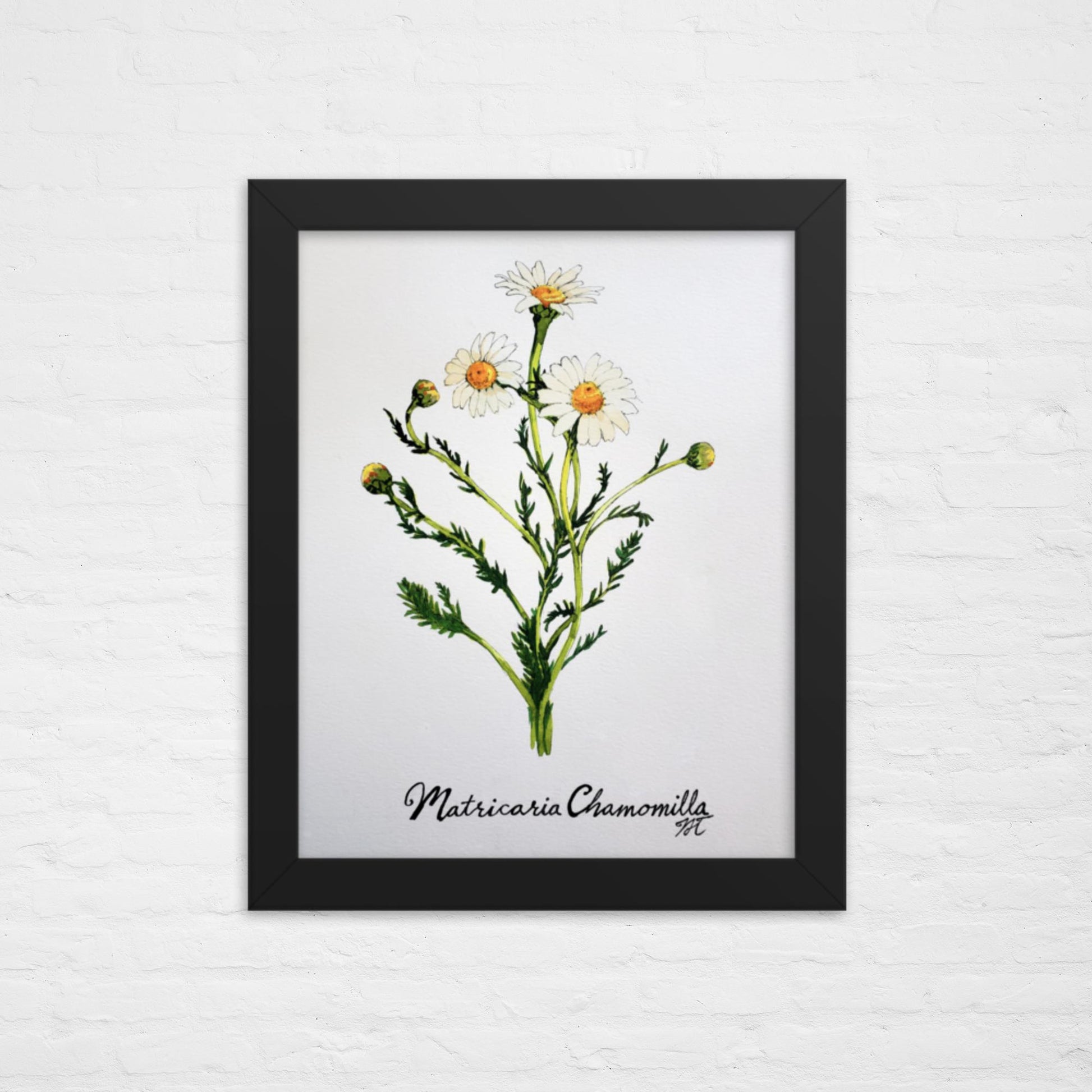 Watercolor painting of Chamomile flowers set in black frame hanging on a white wall.