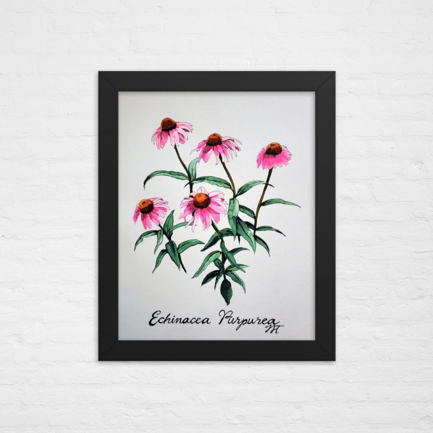 Echinacea Print