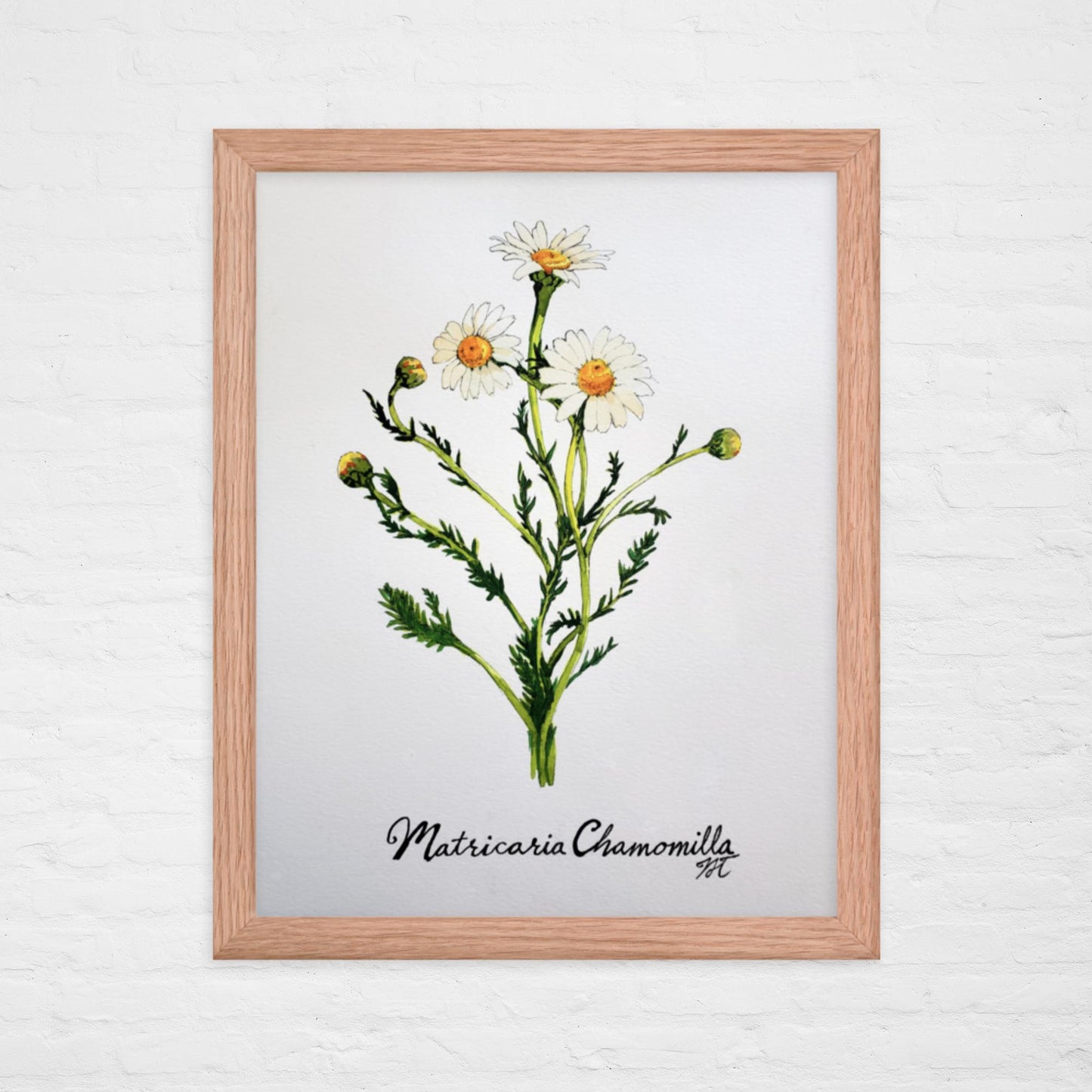 Chamomile Print