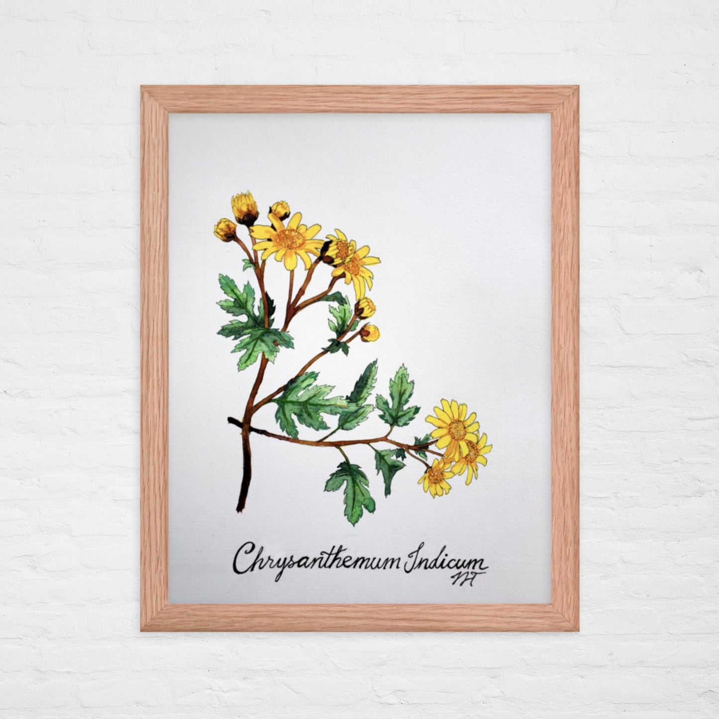 Chrysanthemum Print