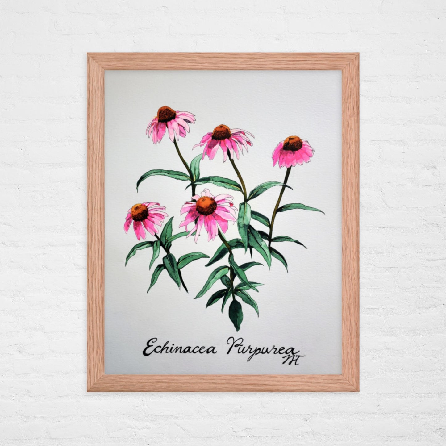 Echinacea Print