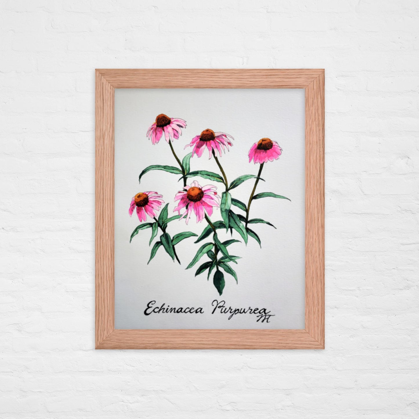 Echinacea Print