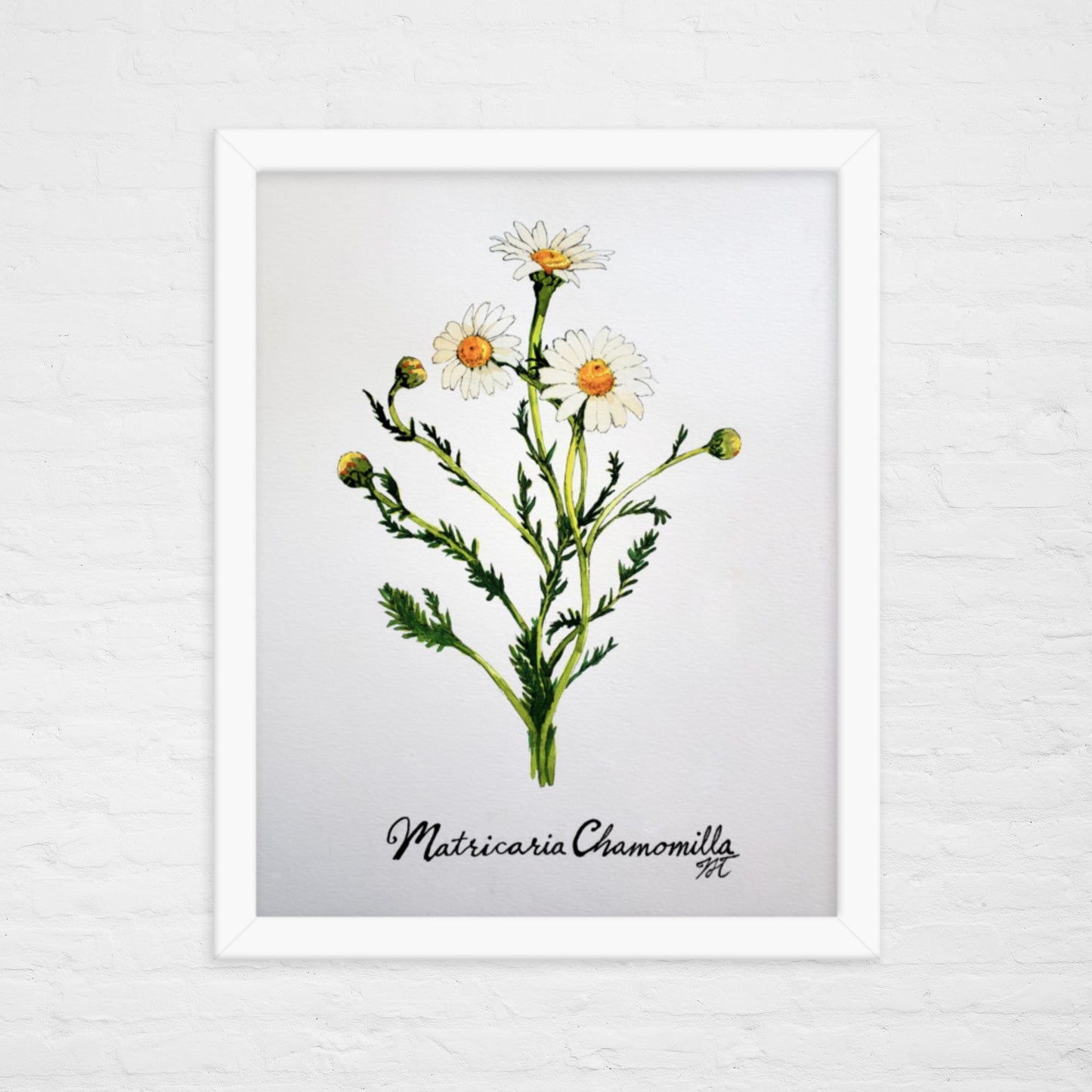 Chamomile Print