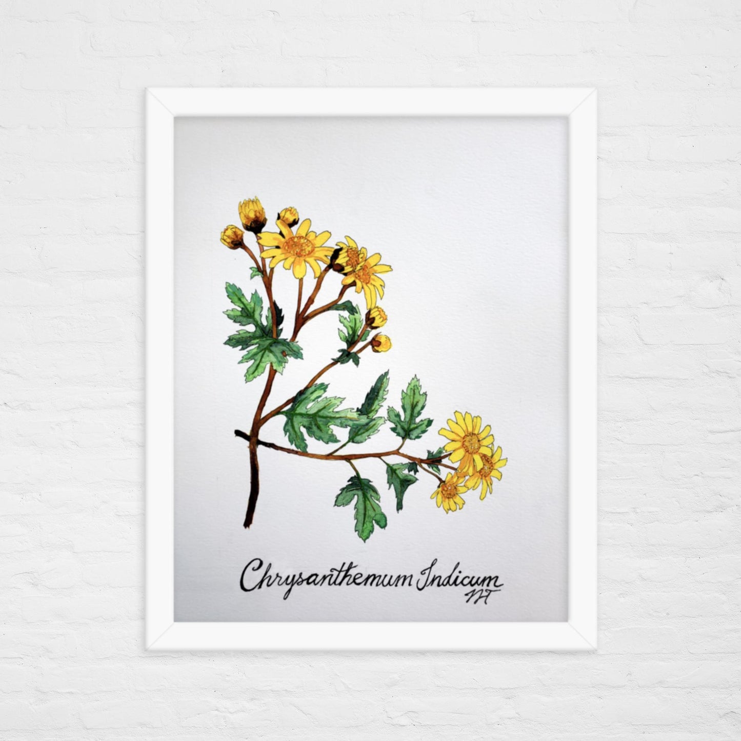 Chrysanthemum Print