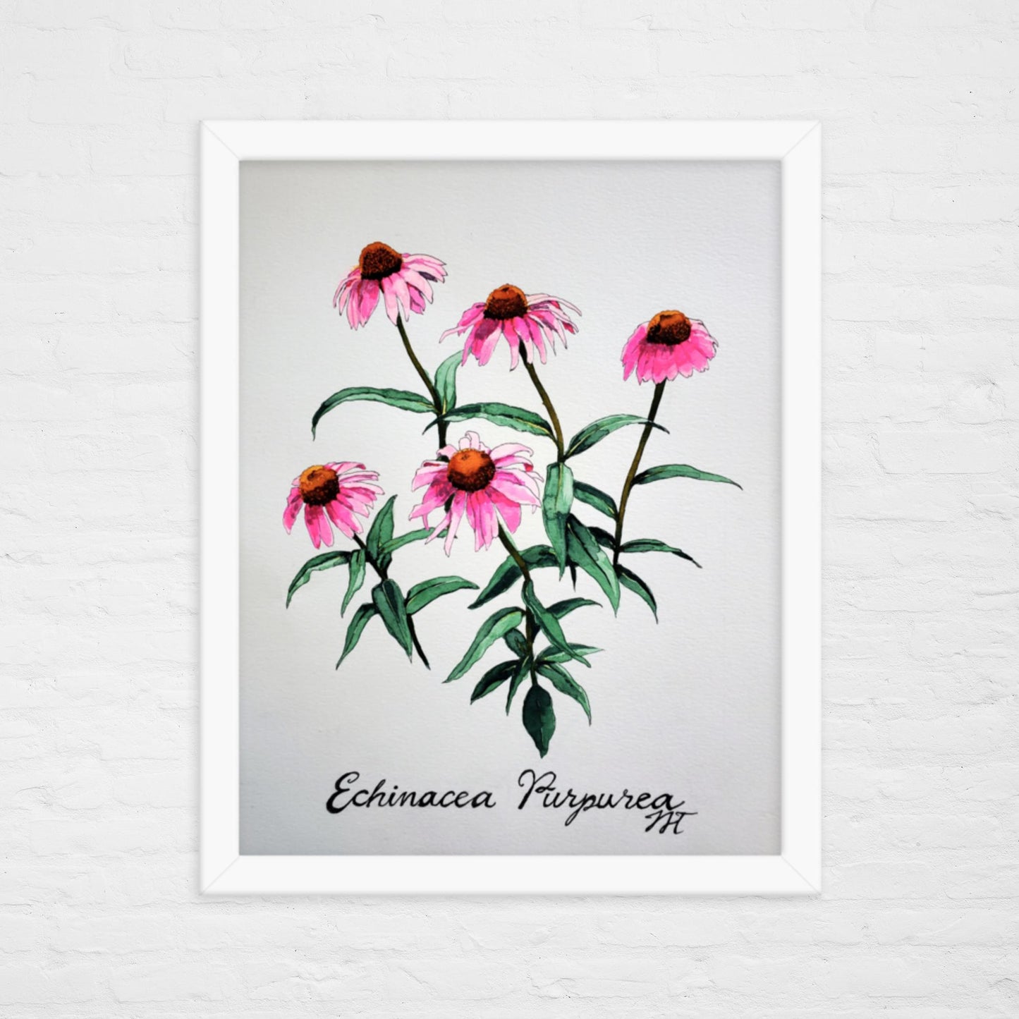 Echinacea Print