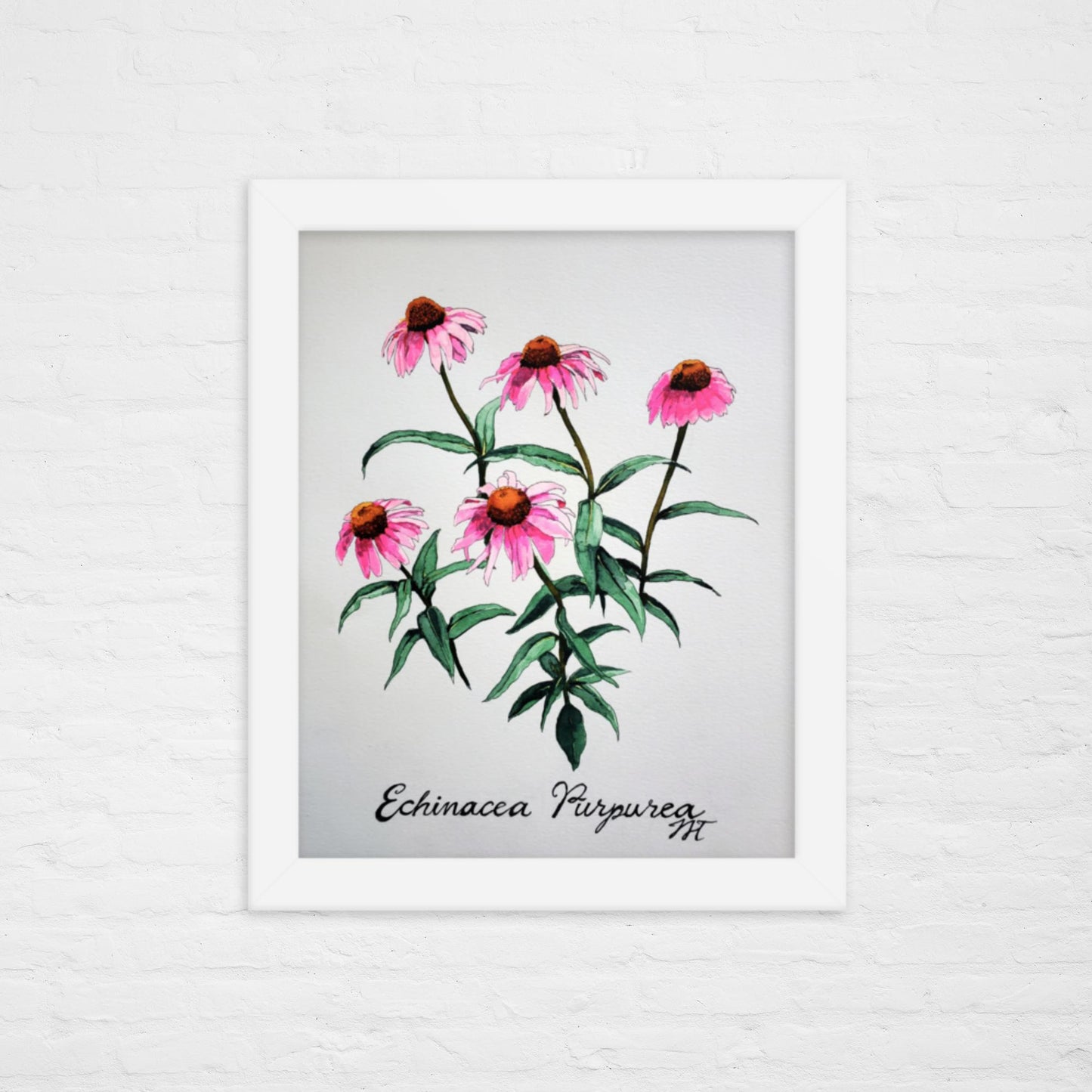 Echinacea Print