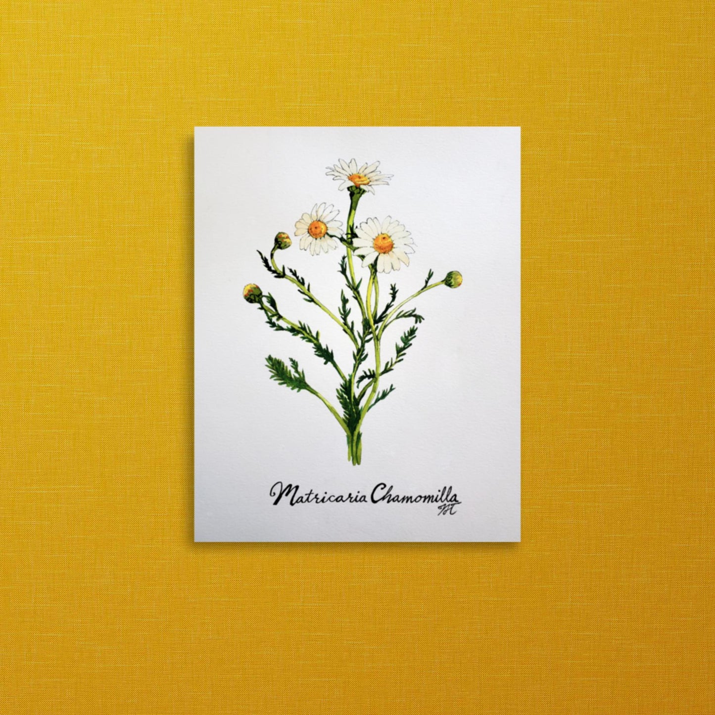 Chamomile Print