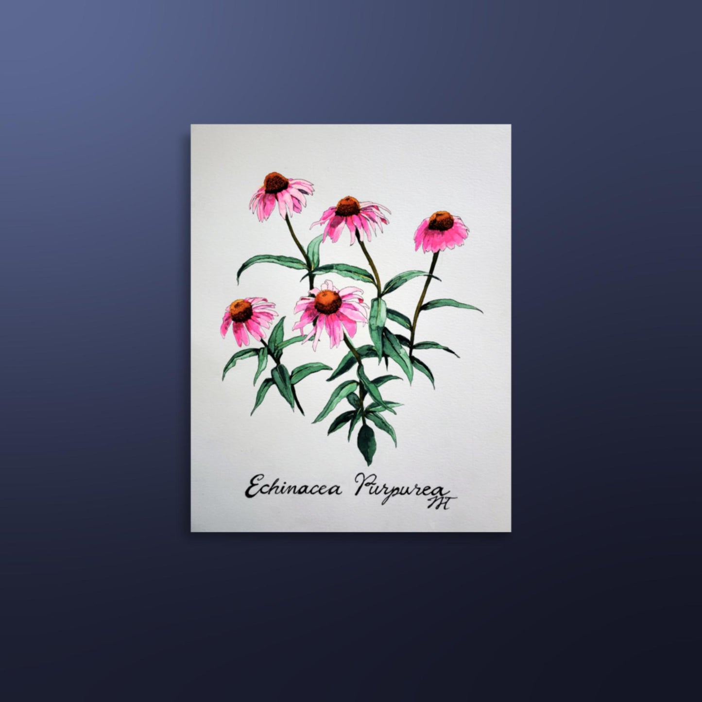 Echinacea Print