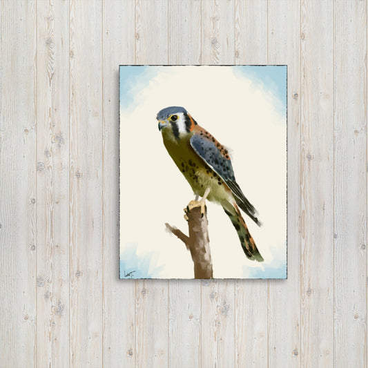 American Kestrel