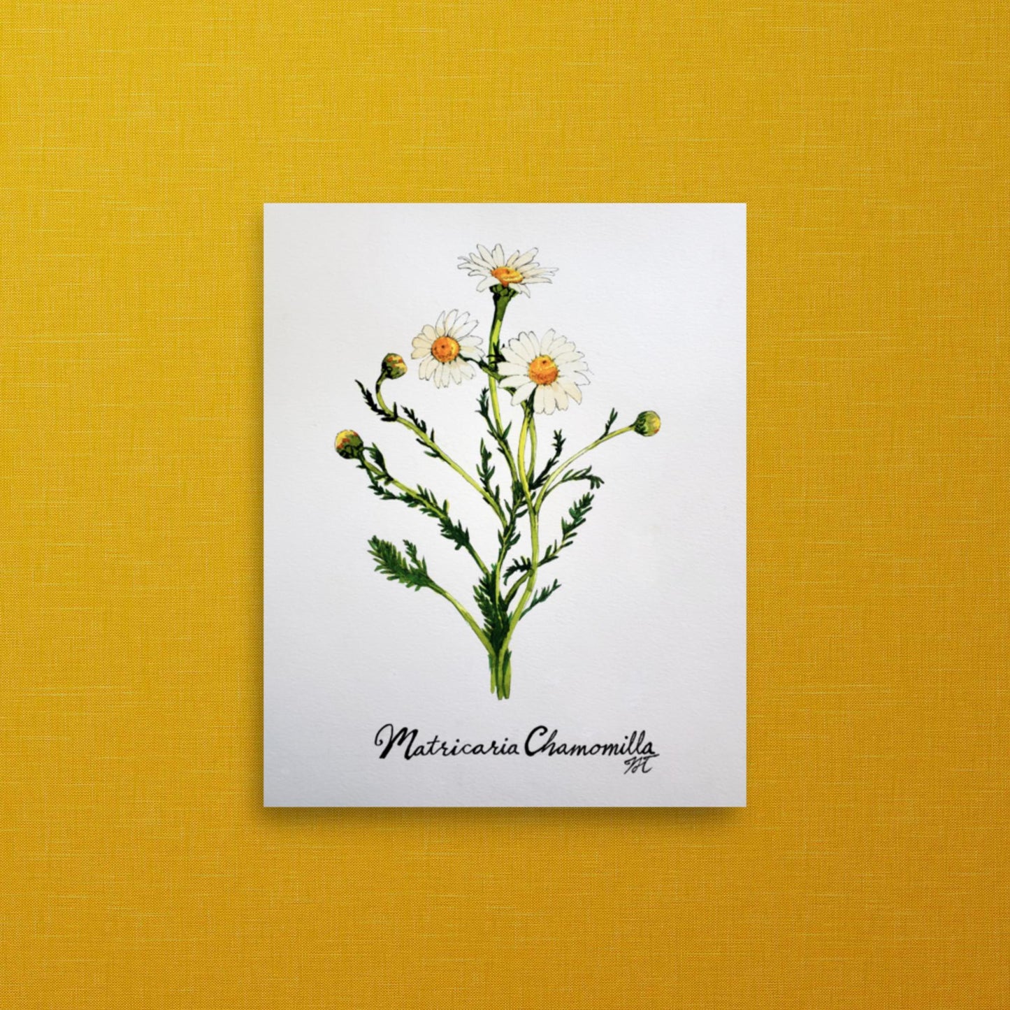 Chamomile Print