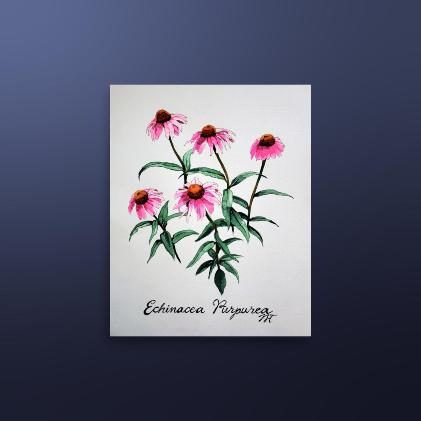 Echinacea Print