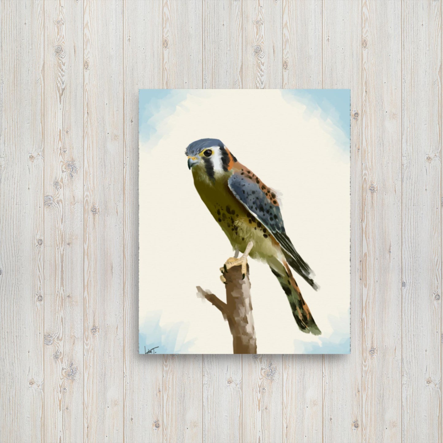 American Kestrel