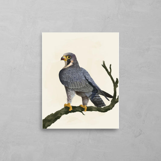 Peregrine Falcon